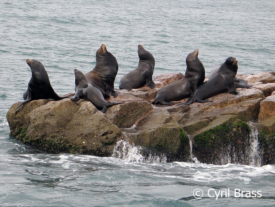 Sea Lions On Rocks – Brass Photography